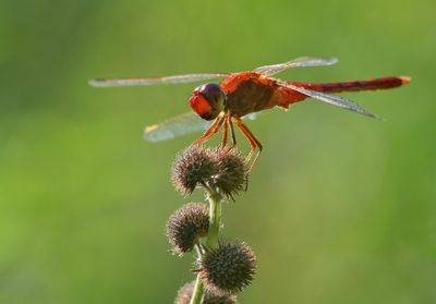 Close-up of insect on red flower