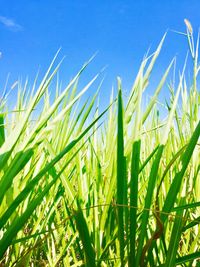 Close-up of wheat growing on field against sky