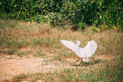 White bird on a field