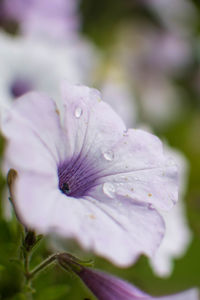 Close-up of wet purple flower