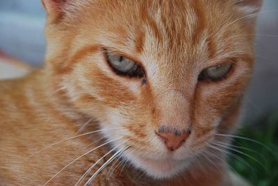 Close-up portrait of a cat