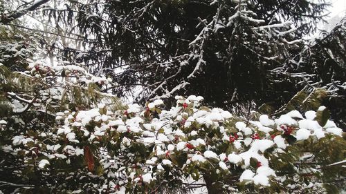 Trees and plants during winter