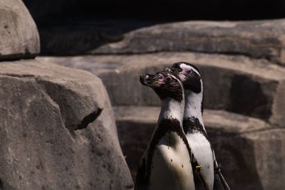 Close-up of penguin