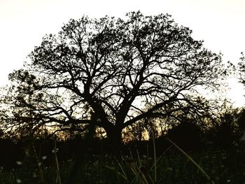 Low angle view of silhouette tree against sky