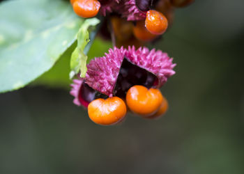 Close-up of orange fruit on tree