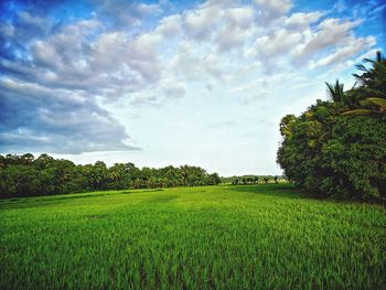 Scenic view of agricultural field against sky