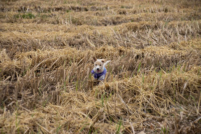 The puppy is in the field.