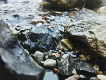 Close-up of crab on rocks at shore