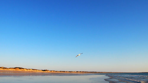 Seagull flying over beach against clear blue sky