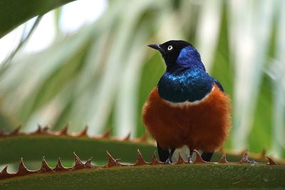 Close-up of superb starling perching on plant