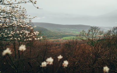 Scenic view of flowering trees on field against sky