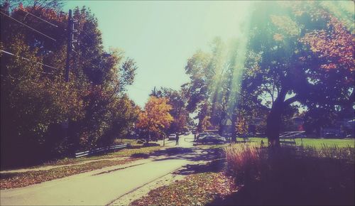 Road passing through trees