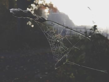 Close-up of wet spider web