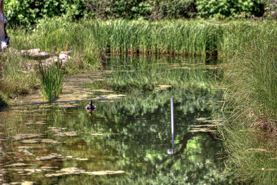 Ducks swimming in lake