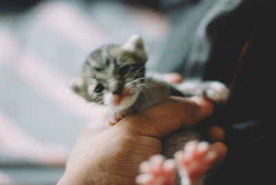 Close-up of hand holding kitten