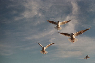 Low angle view of seagulls flying against sky