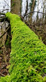 Close-up of plants growing on tree trunk