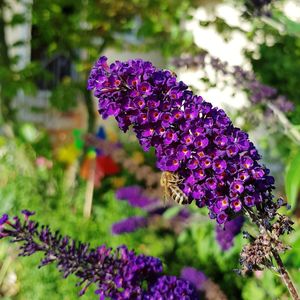 Close-up of purple flowers blooming outdoors