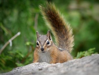 Portrait of squirrel