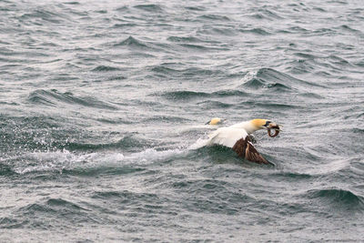 High angle view of bird swimming in sea