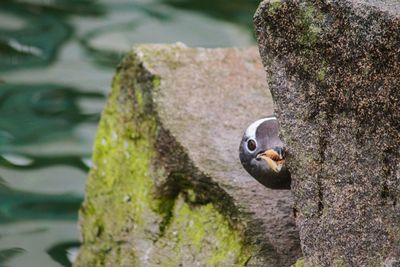 Close-up of bird perching on tree trunk