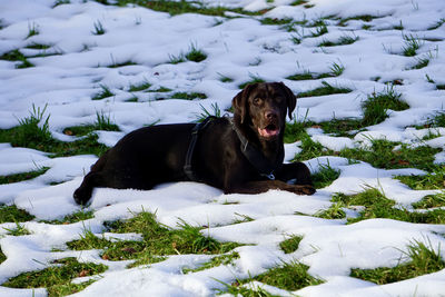 Portrait of dog relaxing on field during winter