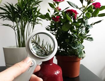 Midsection of person holding potted plant