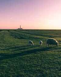 View of sheep grazing in field during sunset