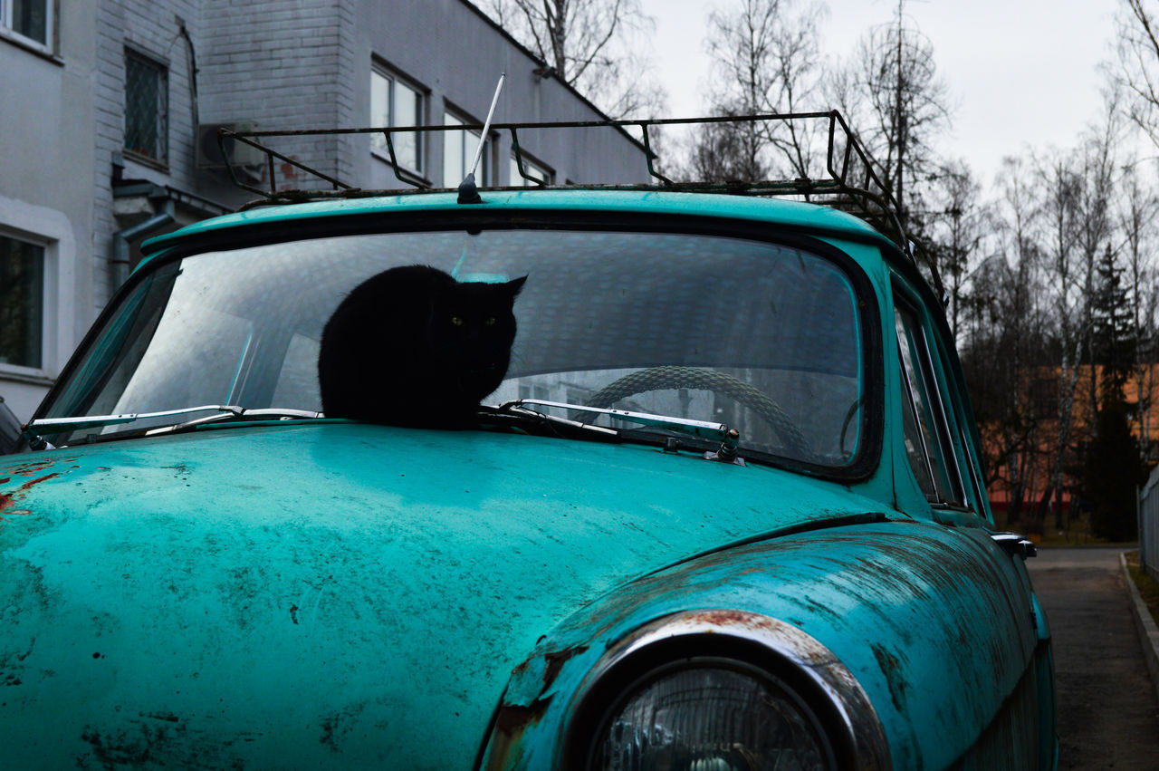 CLOSE-UP OF CAR IN PARK