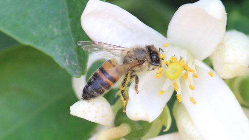 Close-up of insect on flower