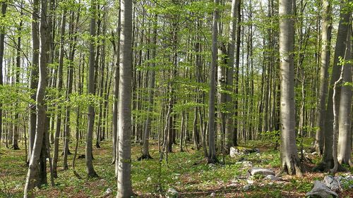 Trees in forest