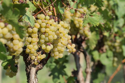 Close-up of grapes growing in vineyard