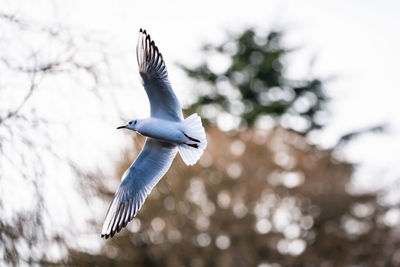 Low angle view of bird flying