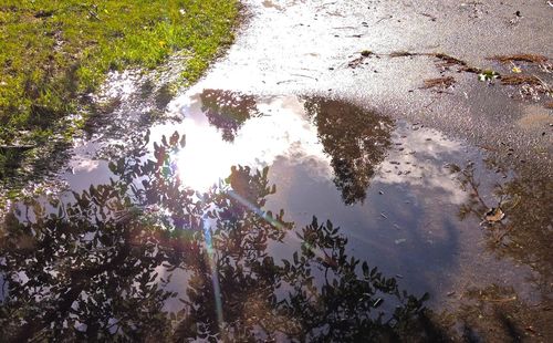 Reflection of trees in puddle