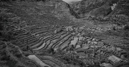 High angle view of rice paddy