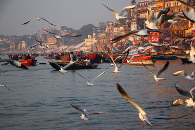 Seagulls flying over sea