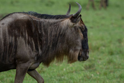 Side view of horse standing on field