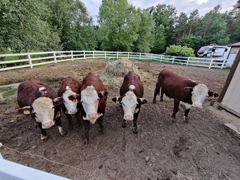 View of horses in pen
