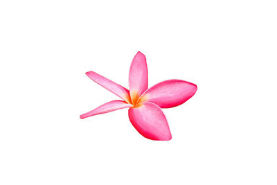 Close-up of pink flower against white background