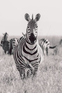 Zebra standing on field