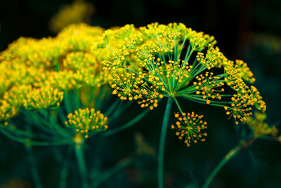 Flowering dill seeds . growing dill in the garden