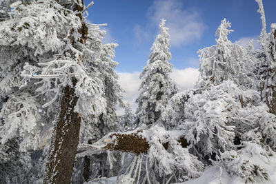 Low angle view of snow covered trees against sky