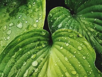 Close-up of raindrops on leaves