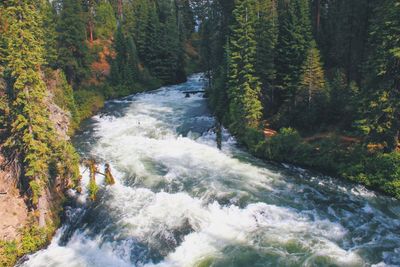 Stream flowing amidst trees in forest