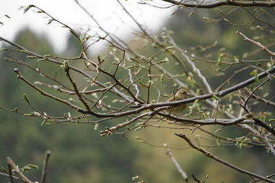 Low angle view of bare tree branches during rainy season