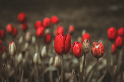 Close-up of red poppy blooming outdoors