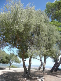 Trees against sky