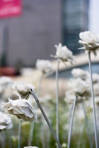 Close-up of white flowering plant