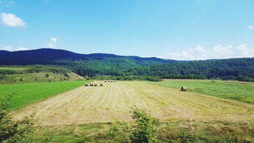 Scenic view of agricultural field against sky