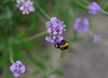 Close-up of bumblebee pollinating on purple flower